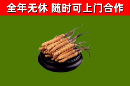 昌乐烟酒回收冬虫夏草.jpg